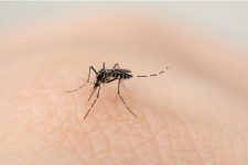 ministerio-publico-recomenda-que-joinville-adote-medidas-urgentes-para-combate-a-dengue