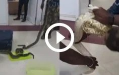 video:-bagagem-e-encontrada-recheada-de-cobras-e-mulher-acaba-presa