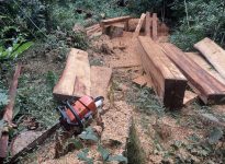 homem-e-preso-por-cortar-arvores-de-protecao-ambiental-em-abelardo-luz 