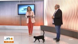 video:-gato-invade-estudio-ao-vivo-durante-telejornal-da-nsc-tv:-‘visitante-ilustre’