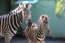 incomum:-filhote-de-zebra-nasce-em-zoologico-de-pomerode