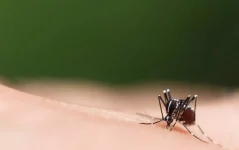 sc-registra-mais-de-6-mil-casos-confirmados-de-dengue-em-uma-semana