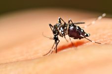 joinville-confirma-mais-duas-mortes-por-dengue-e-total-chega-a-10-obitos