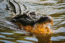 crocodilo-gigante-engole-homem-e-restos-mortais-sao-encontrados-dentro-do-animal-em-caso-raro