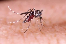 florianopolis-tem-cerca-de-3,5-mil-focos-do-mosquito-da-dengue;-confira-bairros-mais-afetados