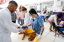 mais-de-500-animais-sao-microchipados-na-zona-sul-de-joinville