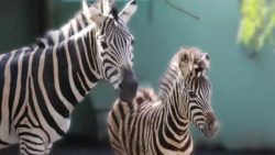 zebra-filhote-nasce-em-zoologico-de-santa-catarina,-evento-raro-no-brasil