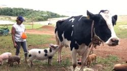 leitao-adota-vaca-como-mae-em-propriedade-rural