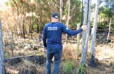 policia-cientifica-avalia-danos-ambientais-depois-de-incendio-no-parque-estadual-da-serra-do-tabuleiro