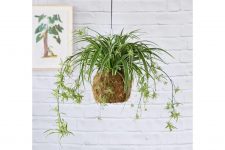 plantas-de-apartamento:-5-tipos-que-nao-precisam-de-sol-ou-muita-agua