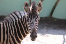 qual-a-melhor-opcao?-zoo-de-pomerode-abre-votacao-para-escolher-nome-de-filhote-de-zebra