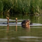 ‘to-invisivel,-deus-e-mais’:-biguas-se-arriscam-para-roubar-peixe-de-ariranha