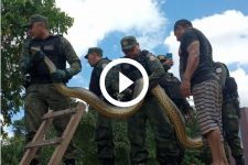 video:-‘olha-o-tamanho-da-bichona’;-anaconda-gigante-assusta-moradores-em-rua-movimentada