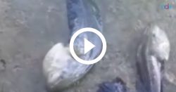 ‘peixe-com-pernas?’:-biologo-fala-sobre-especie-bizarra-encontrada-em-acude;-video