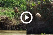 video:-capivara-pensa-rapido,-da-‘super-salto’-e-foge-de-onca-em-registro-incrivel