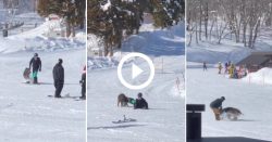 video:-javali-furioso-atropela-praticantes-de-snowboard-e-sai-em-disparada