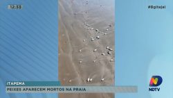 peixes-aparecem-mortos-na-praia-em-itapema