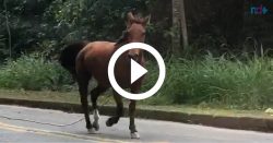 video:-cavalo-fujao-e-flagrado-em-passeio-pelas-ruas-de-blumenau