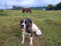 denuncia:-“meu-vizinho-executou-meu-cachorro-com-dois-tiros”