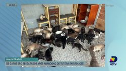 125-gatos-sao-resgatados-apos-abandono-de-tutora-em-sao-jose