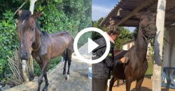 video:-amigas-compram-cavalo-por-r$-500-em-criciuma-e-motivo-nobre-surpreende-a-web