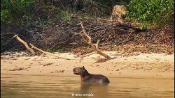 capivara-no-alvo-decepciona-onca-audaciosa-no-pantanal