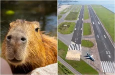 ‘surreal’:-capivara-‘caca-briga’-com-piloto-de-aviao-em-aeroporto