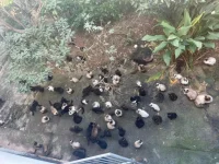 ‘viviam-em-meio-as-fezes’:-policia-indicia-mulher-por-abandonar-125-gatos-em-sao-jose