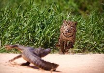 jacare-da-de-cara-com-onca-feroz-e-faz-o-‘s’-para-fugir-das-garras