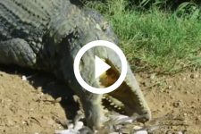 crocodilo-e-flagrado-matando-filhotes?-especialista-explica-video