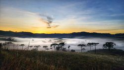 com-temperaturas-negativas,-geada-cobre-vegetacao-na-serra-de-sc