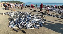 pesca-anilhada-de-tainha-comeca-nesta-segunda-feira-em-santa-catarina;-saiba-como-sera