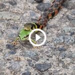 nova-dieta?-serpente-peculiar-‘sequestra’-veneno-de-sapo-enquanto-o-devora;-veja-o-video