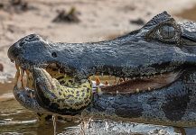 foto-mostra-‘anaconda-viva’-entre-os-dentes-de-um-jacare