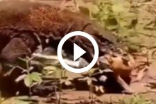 video:-dragao-de-komodo-mata-cabra-sem-do-e-engole-presa-inteira