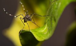 brusque-soma-12-novos-casos-de-dengue-em-apenas-uma-semana