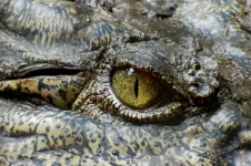 crocodilo-gigante-e-solto-em-rio-da-america-do-sul-em-acao-para-salvar-a-especie