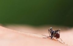 blumenau-tem-salto-de-dengue-e-confirma-176-casos-da-doenca