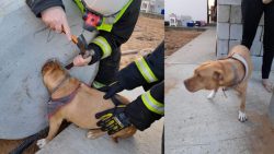 corpo-de-bombeiros-realiza-resgate-de-cadela-presa-em-estrutura-de-concreto