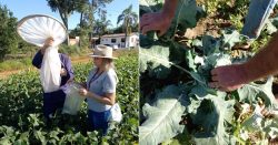 surto-de-mosca-branca-ataca-lavouras-em-icara-e-preocupa-agricultores