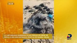 tartarugas-marinhas-sao-encontradas-mortas-em-barra-velha