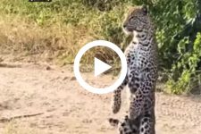 leopardo-bipede-flagrado-em-video-viraliza-nas-redes-sociais