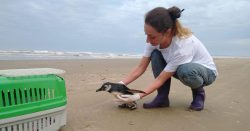 emergencia-zoossanitaria:-ong-de-sc-interrompe-resgate-de-aves-marinhas-e-terrestres