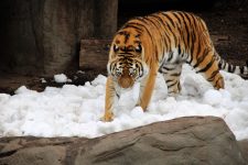 mulher-e-‘rasgada’-pelo-maior-tigre-do-mundo-enquanto-urinava-em-arbusto