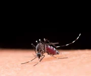 bairro-com-mais-casos-de-dengue-em-itajai-recebe-mutirao-de-combate-ao-aedes-aegypti