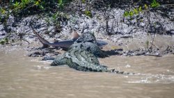 crocodilo-gigante-devora-tubarao-em-cena-surpreendente