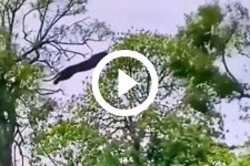 video:-em-salto-mortal,-leopardo-‘almoca’-macaco-que-tentava-escapar-em-arvore;-‘sinistro’