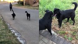 ‘farofa-e-farinha’:-cachorro-foge-de-casa-e-volta-com-‘irmao-gemeo’;-video