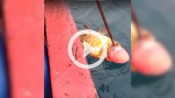 ‘vida-de-pescador’:-homens-fisgam-peixe-com-bexiga-natatoria-para-fora-da-boca;-veja-video