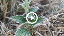 video:-geada-em-sc-e-temperaturas-de-1°c-marcam-amanhecer-de-sabado;-veja